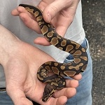 Python regius 'Normal Ball Python' Male #7